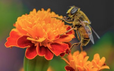 Eine Biene sammelt auf einer Blüte Pollen ein