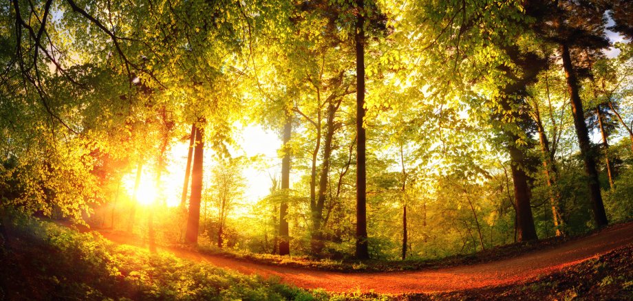 Bäume von der untergehenden Sonne in goldenes Licht getaucht