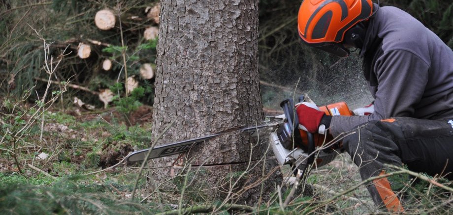 Forstarbeiter fällt einen Baum 